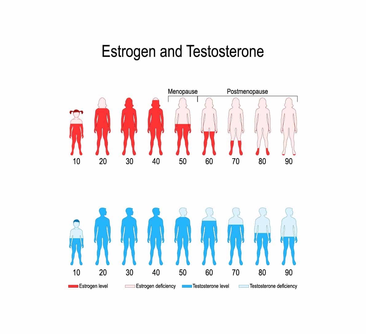 estrogen testosterone 1339539821